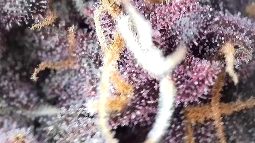 Banana purple punch auto 40L grow. Week 11