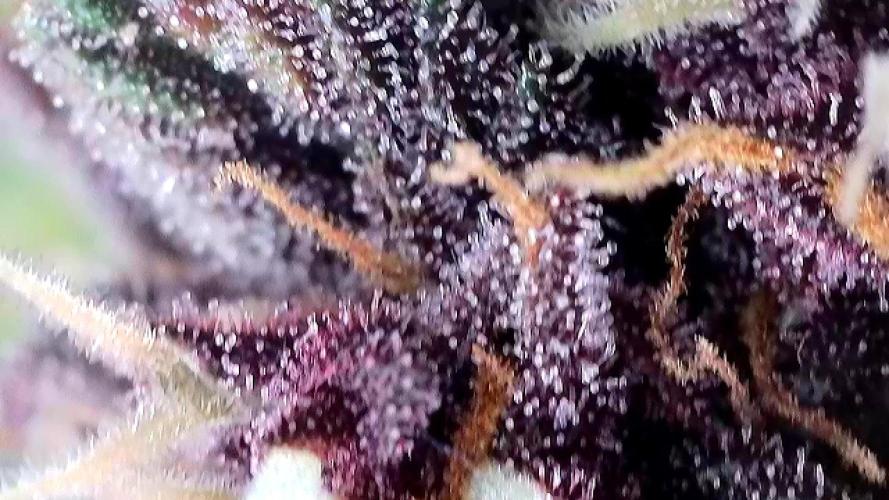 Banana purple punch auto 40L grow. Week 11