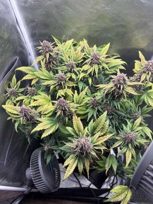 Banana purple punch auto 40L grow. Week 12 - Day 1 27.2.2026
