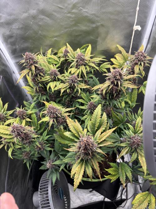Banana purple punch auto 40L grow. Week 12 - Day 2 28.2.2026