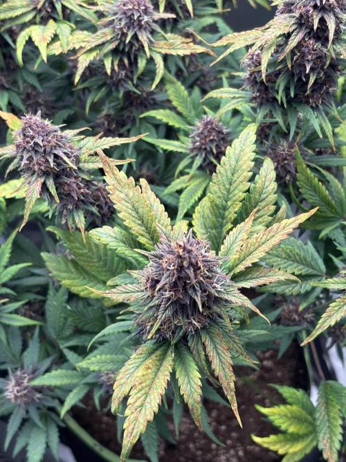 Banana purple punch auto 40L grow. Week 12 - Day 2 28.2.2026