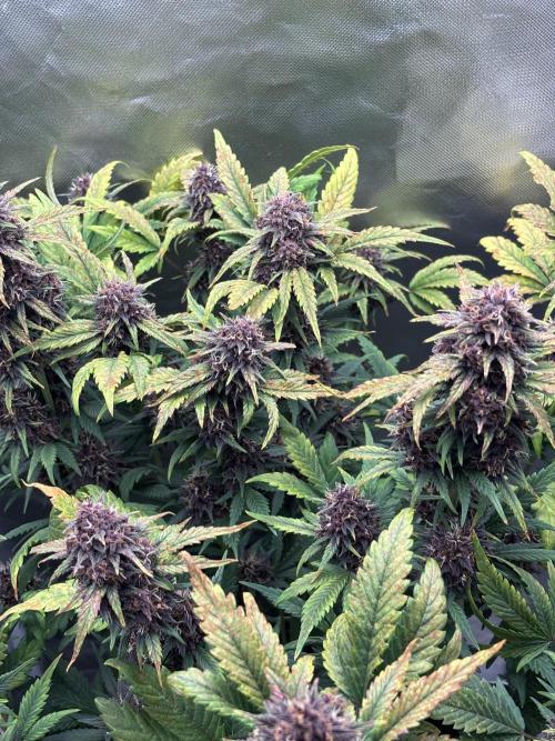 Banana purple punch auto 40L grow. Week 12 - Day 2 28.2.2026