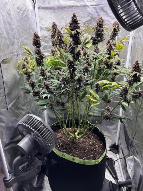 Banana purple punch auto 40L grow. Week 12 - Day 2 28.2.2026