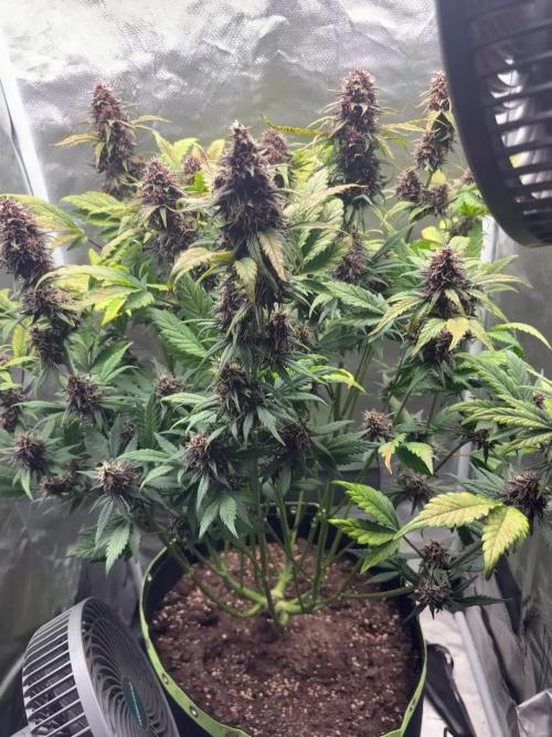 Banana purple punch auto 40L grow