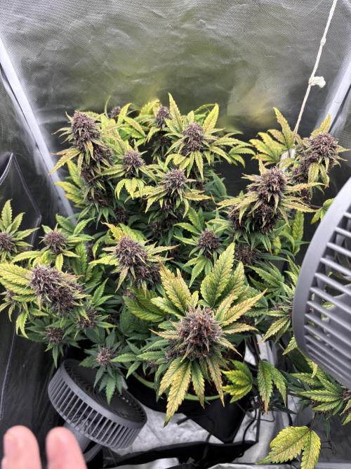 Banana purple punch auto 40L grow. Week 12 - Day 3 1.3.2026