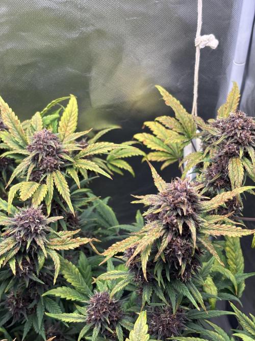 Banana purple punch auto 40L grow. Week 12 - Day 3 1.3.2026