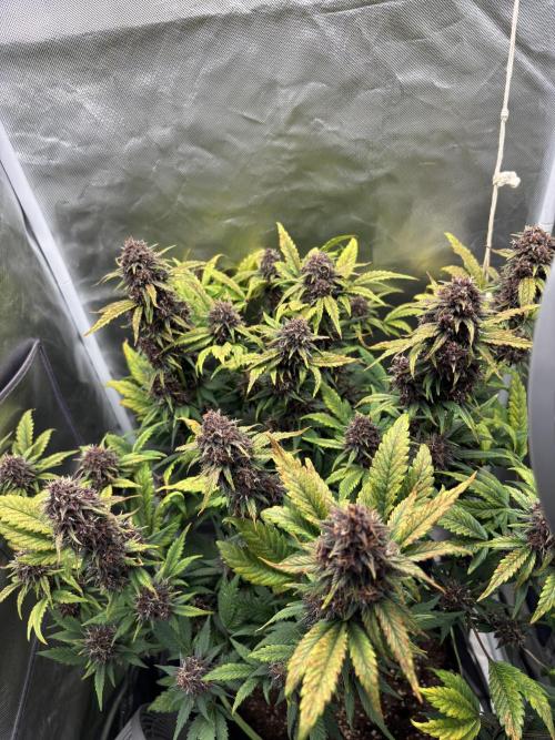 Banana purple punch auto 40L grow. Week 12 - Day 4  2.3.2026