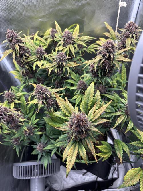 Banana purple punch auto 40L grow. Week 12 - Day 5 3.3.2026