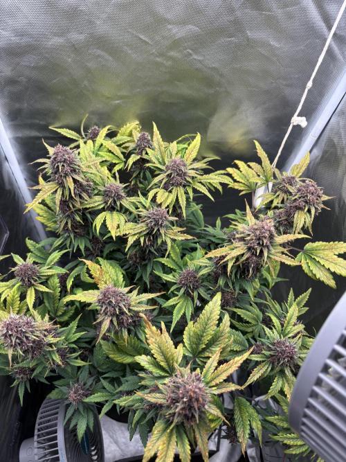 Banana purple punch auto 40L grow. Week 12 - Day 5 3.3.2026