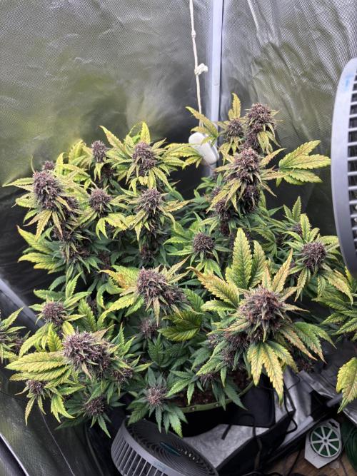 Banana purple punch auto 40L grow. Week 12 - Day 6 4.3.2026