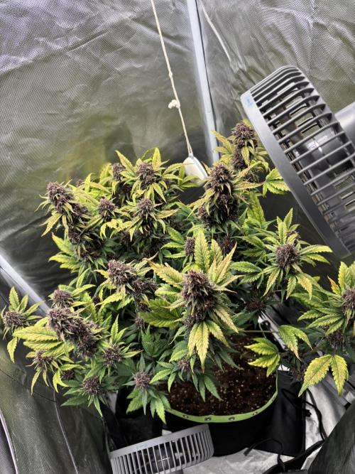 Banana purple punch auto 40L grow. Week 13 - Day 1 6.3.2026