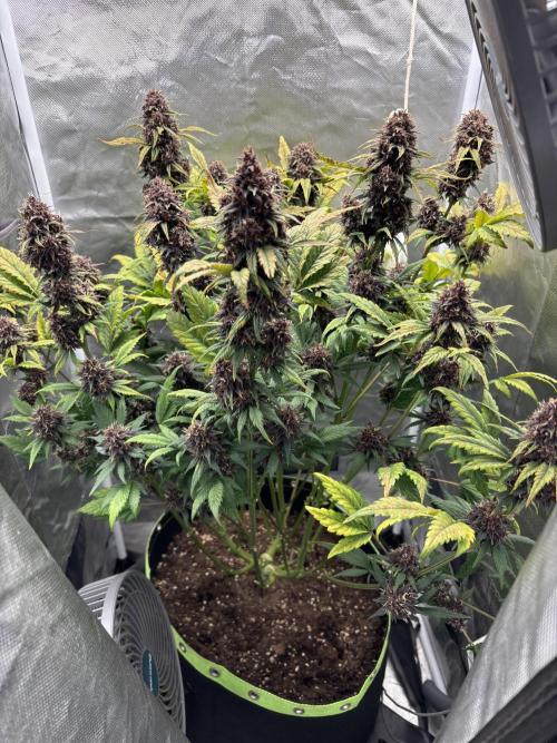 Banana purple punch auto 40L grow. Week 13 - Day 1