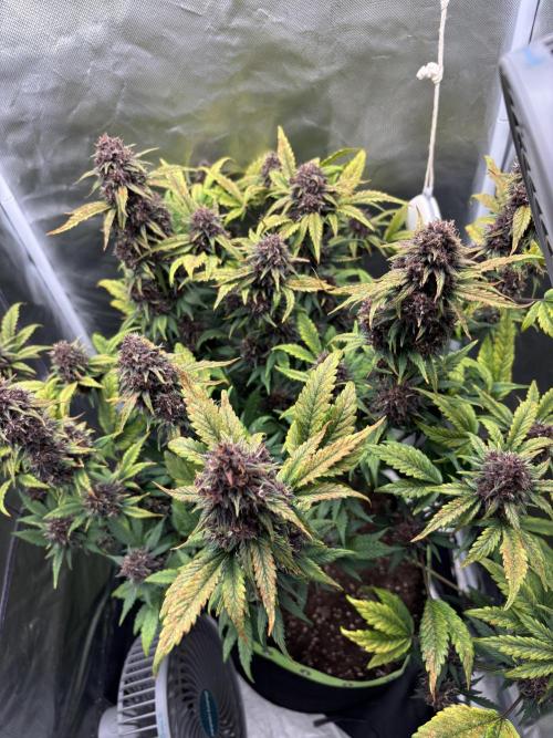 Banana purple punch auto 40L grow. Week 13 - Day 2 7.3.2026