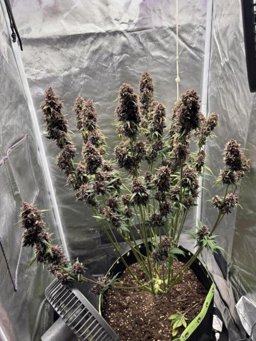 Banana purple punch auto 40L grow. Week 13 - Day 5 10.3.2026