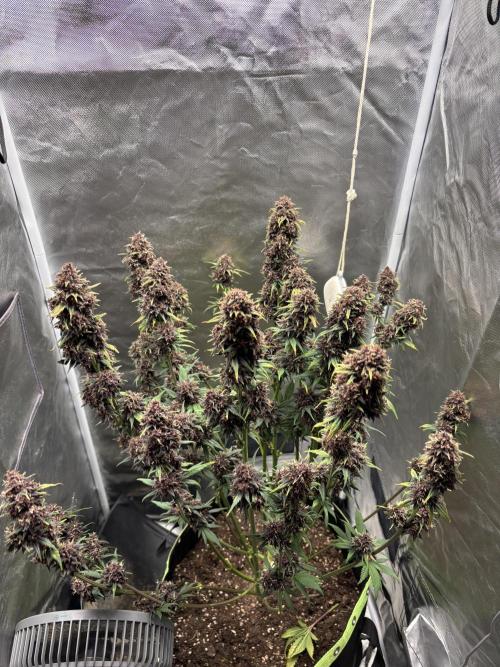 Banana purple punch auto 40L grow. Week 13 - Day 5 10.3.2026