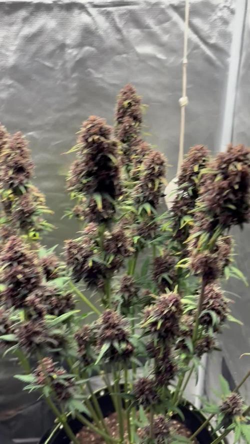 Banana purple punch auto 40L grow