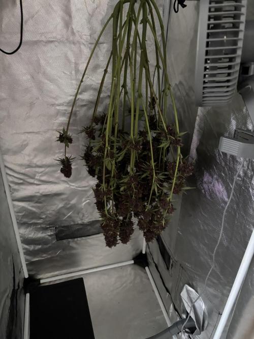 Banana purple punch auto 40L grow. Week 13 - Day 5 10.3.2026