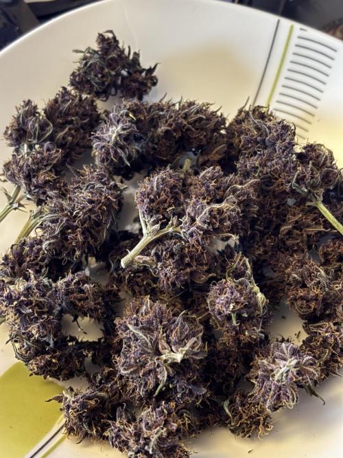 Banana purple punch auto 40L grow. Week 14