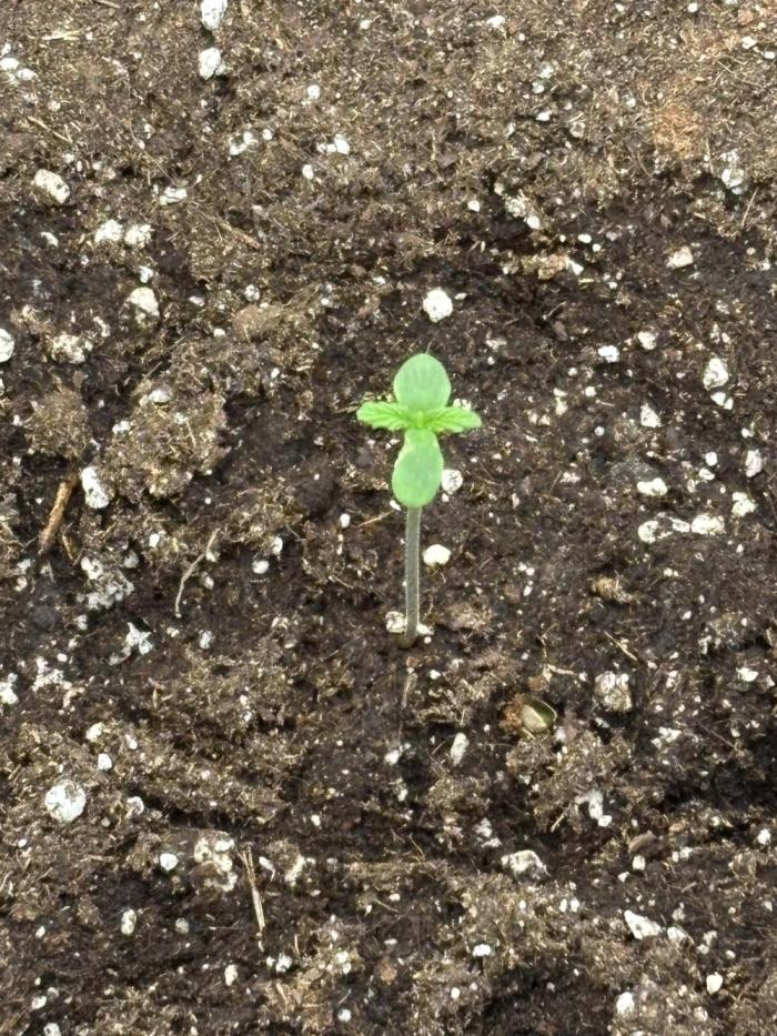 Gorilla Cookies Auto 40L grow. Week 0