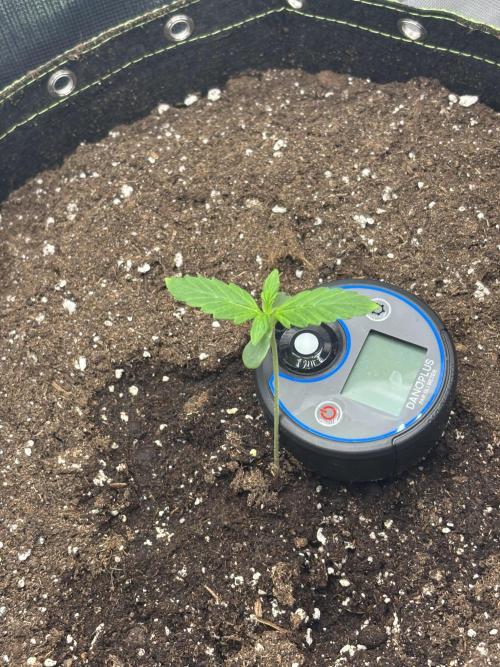 Gorilla Cookies Auto 40L grow. Week 1