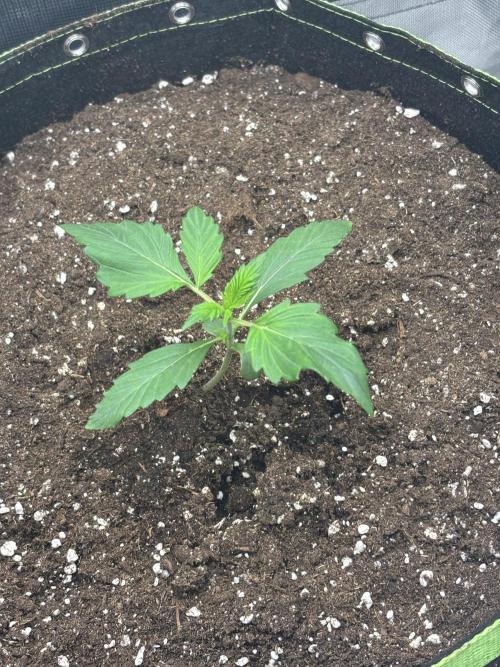Gorilla Cookies Auto 40L grow. Week 2