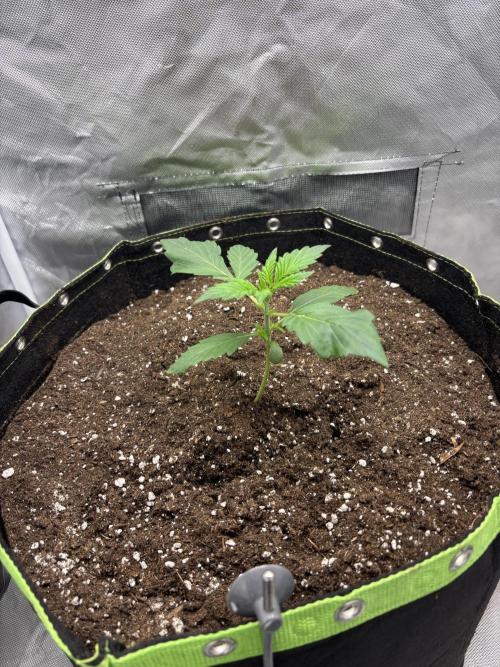 Gorilla Cookies Auto 40L grow. Week 3