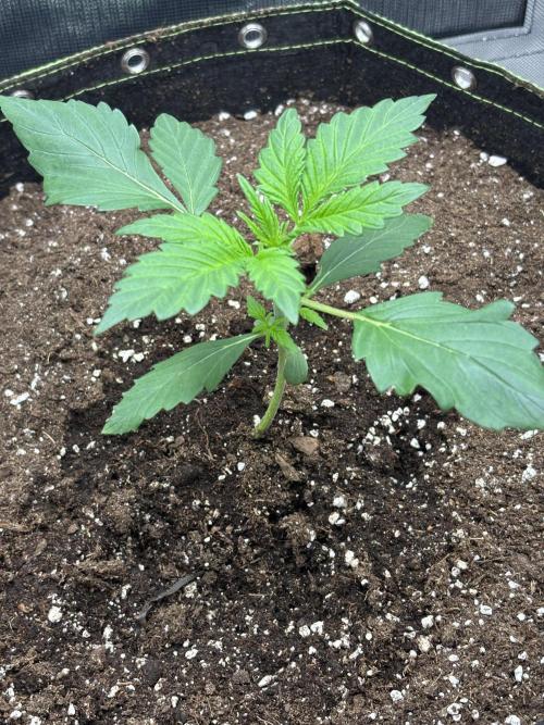 Gorilla Cookies Auto 40L grow. Week 3
