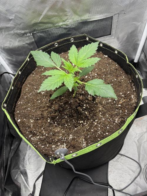 Gorilla Cookies Auto 40L grow. Week 3