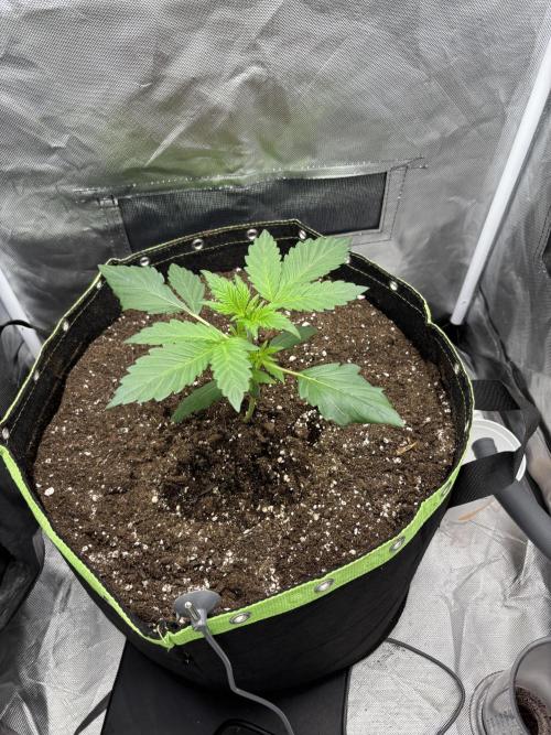 Gorilla Cookies Auto 40L grow. Week 3