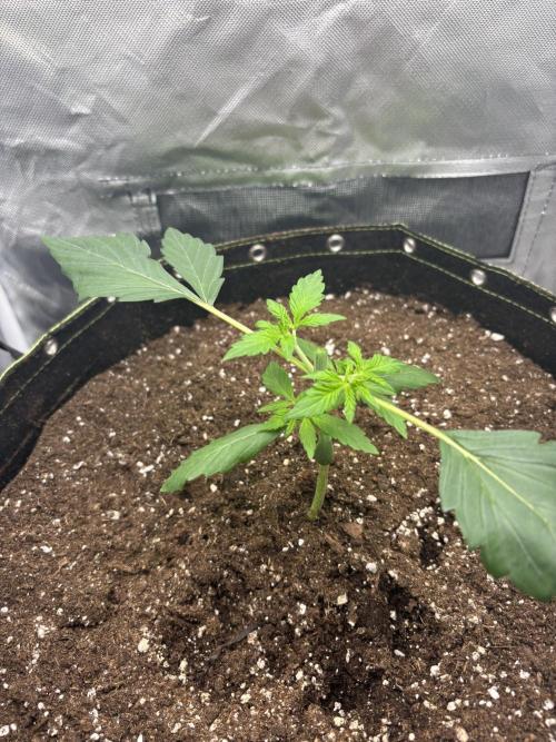 Gorilla Cookies Auto 40L grow. Week 3