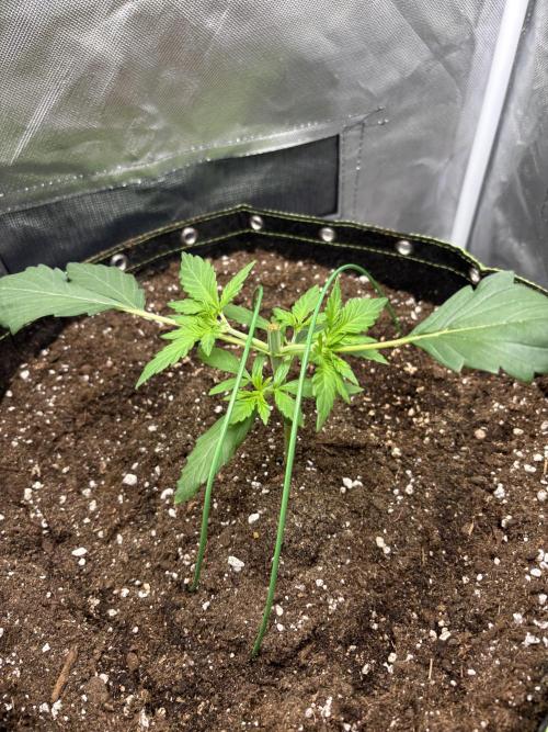 Gorilla Cookies Auto 40L grow. Week 3