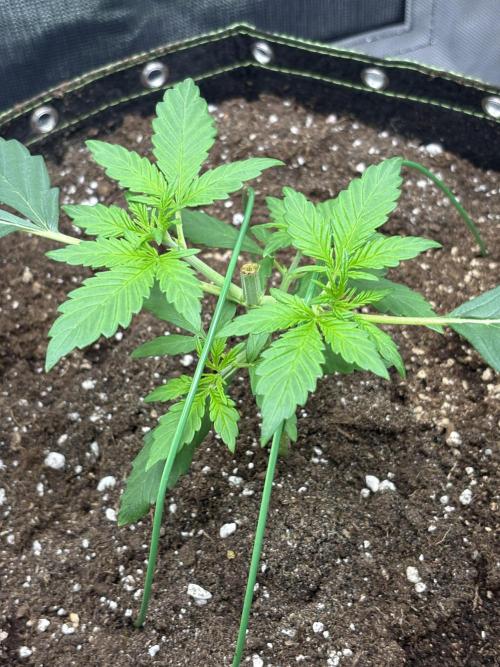 Gorilla Cookies Auto 40L grow. Week 3