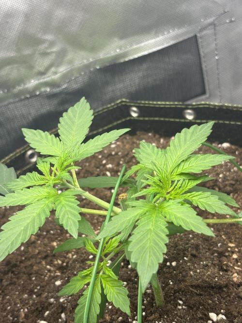 Gorilla Cookies Auto 40L grow. Week 3