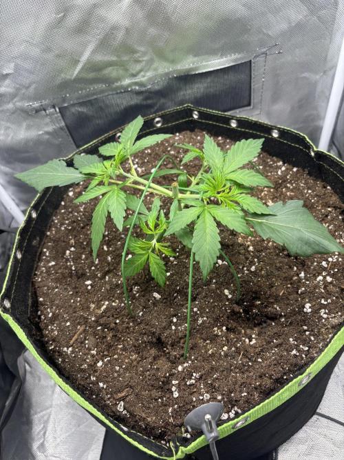 Gorilla Cookies Auto 40L grow. Week 4 - 13.3.2025