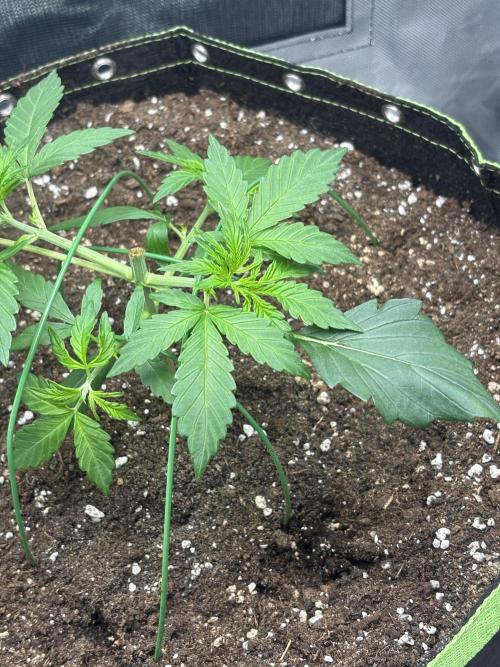 Gorilla Cookies Auto 40L grow. Week 4 - 13.3.2026