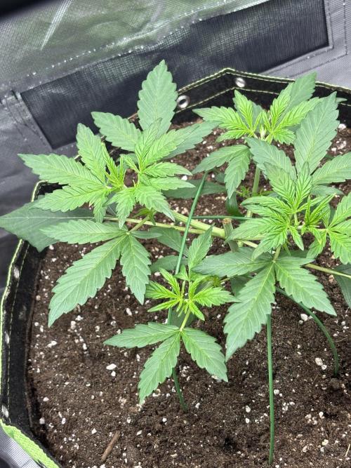Gorilla Cookies Auto 40L grow. Week 4 - 14.3.2026