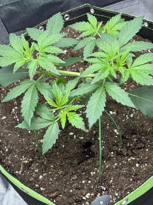 Gorilla Cookies Auto 40L grow. Week 4 - 15.3.2026