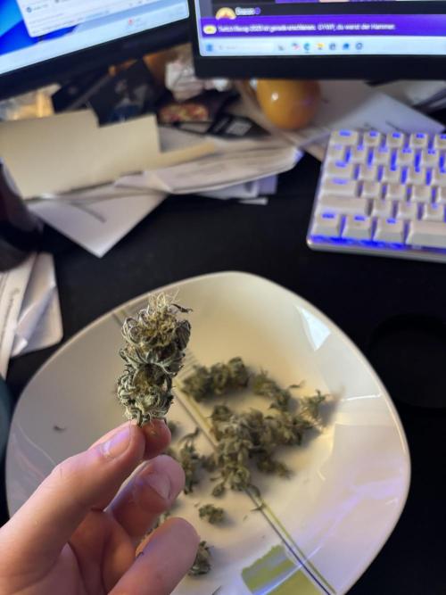 Orange Bud 2.0 , Super Silver haze. Week 14