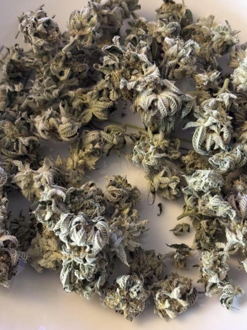 Orange Bud 2.0 , Super Silver haze. Week 14