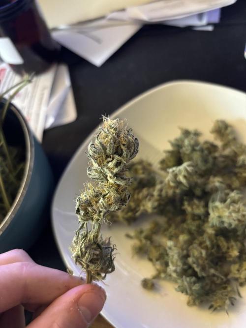 Orange Bud 2.0 , Super Silver haze. Week 14