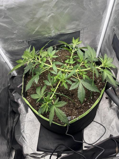 Gorilla Cookies Auto 40L grow. Week 4 - 18.3