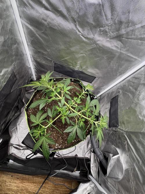 Gorilla Cookies Auto 40L grow. Week 4 - 18.3.