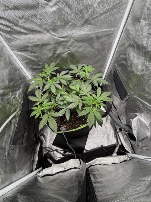 Gorilla Cookies Auto 40L grow. Week 4 - 19.4 day 7