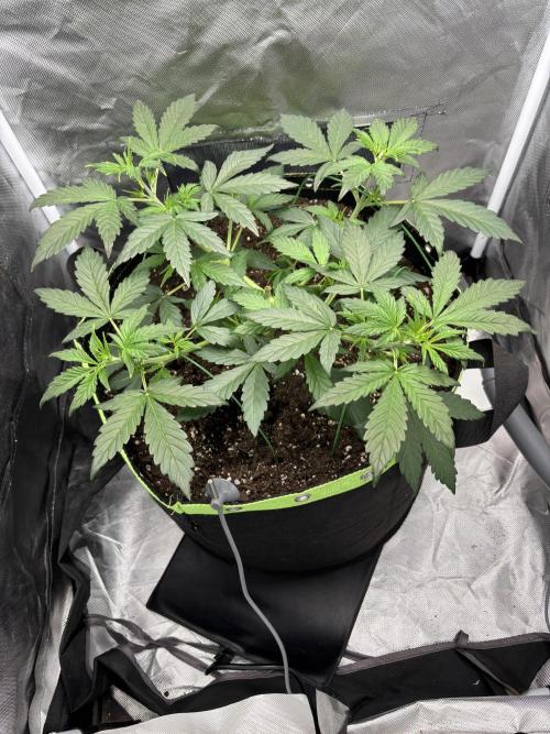 Gorilla Cookies Auto 40L grow. Week 4 - 19.4 day 7