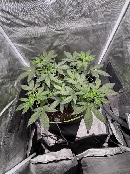 Gorilla Cookies Auto 40L grow. Week 5