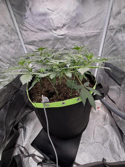 Gorilla Cookies Auto 40L grow. Week 5