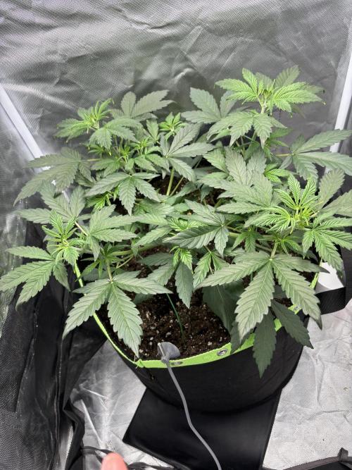 Gorilla Cookies Auto 40L grow. Week 5