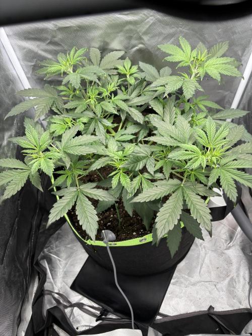 Gorilla Cookies Auto 40L grow. Week 5
