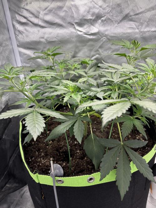 Gorilla Cookies Auto 40L grow. Week 5