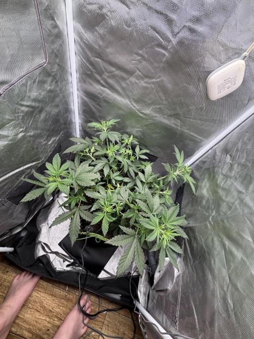 Gorilla Cookies Auto 40L grow. Week 5
